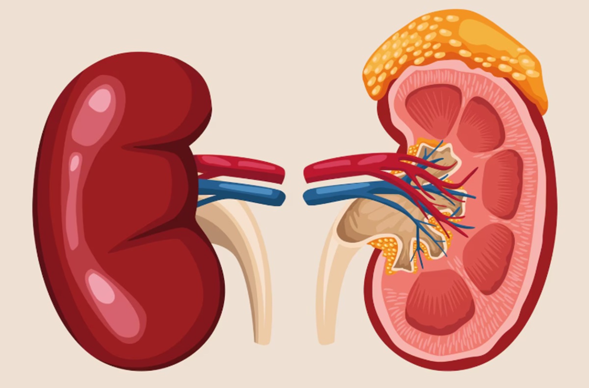 8 Alarm Tubuh yang Menandakan Fungsi Ginjal Mulai Menurun: Kenali Sejak Dini