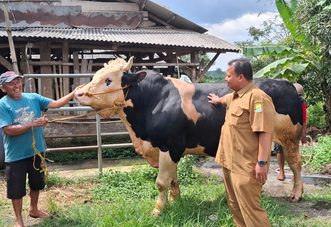 Sapi Lokal Bernama Doser Dipilih Presiden Prabowo Jadi Hewan Kurban untuk Kabupaten Cirebon