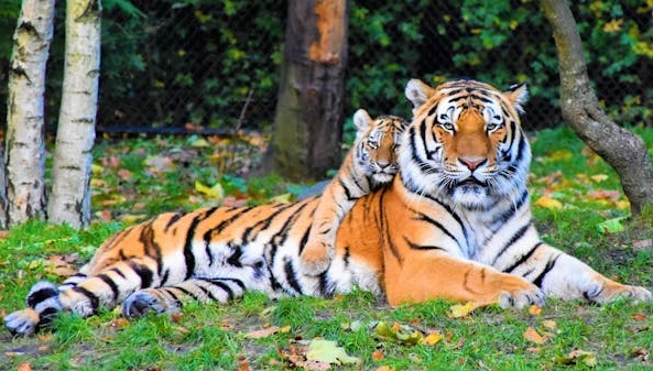 Ih Serem! Seorang Pawang di Taman Hiburan Dreamworld Diserang Harimau, Begini Nasibnya..