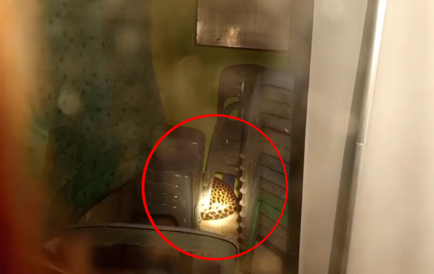 WARGA GEMPAR! Macan Tutul Masuk Gedung Desa Kutamandarakan Kuningan