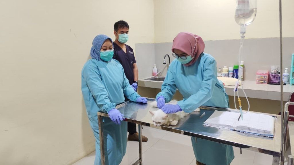 Dibalik Layanan Puskeswan:  Rumah Harapan bagi Hewan dan Pemiliknya dengan Biaya Periksa Rp25 Ribu