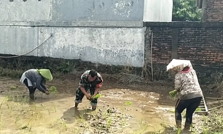 Begini Aksi Babinsa Bantu Petani Tanam Padi Cakrabuana di Kesambi 