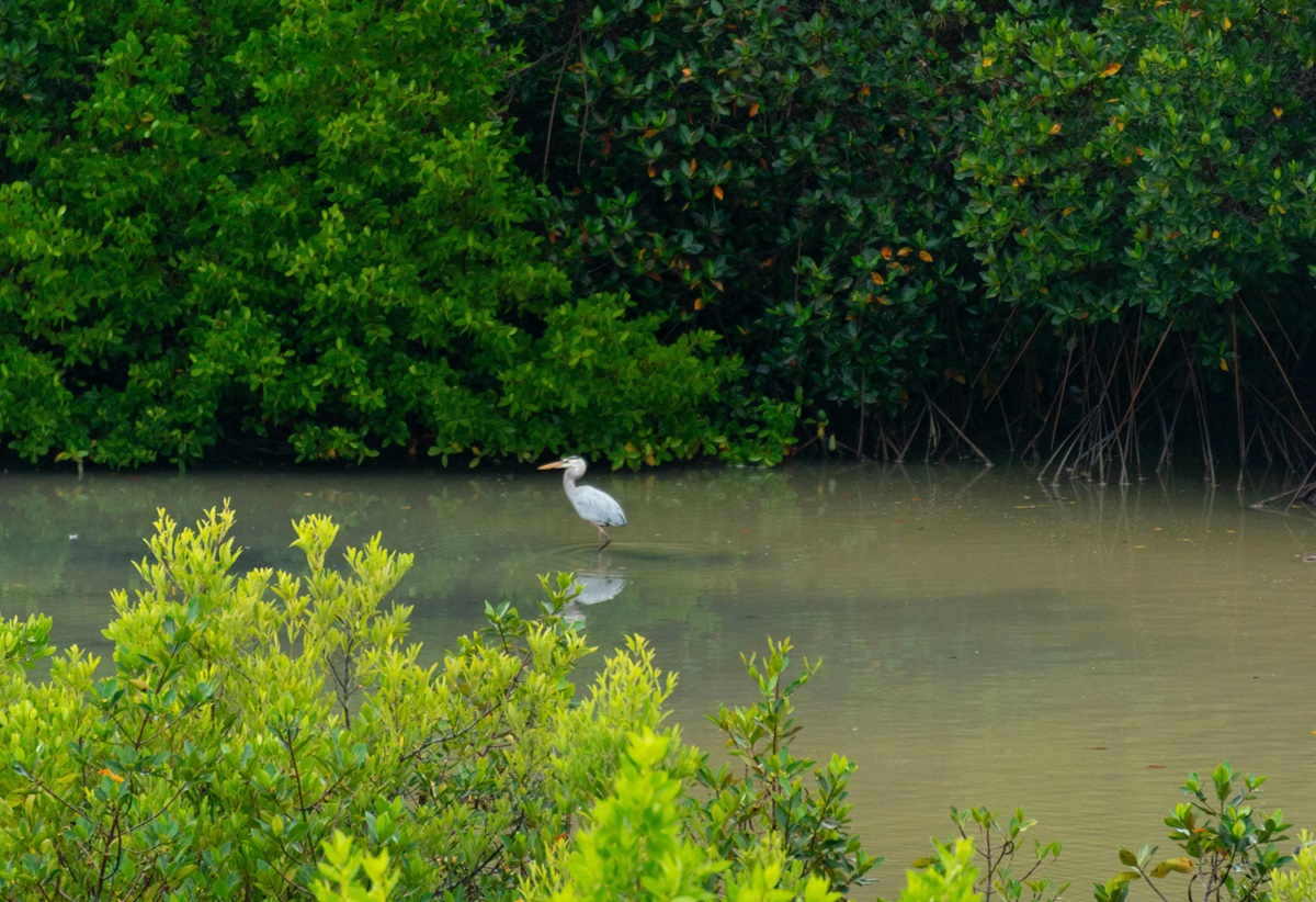 Memiliki Peranan Penting, Ini Dia Manfaat Hutan Mangrove Bagi Lingkungan Sekitarnya