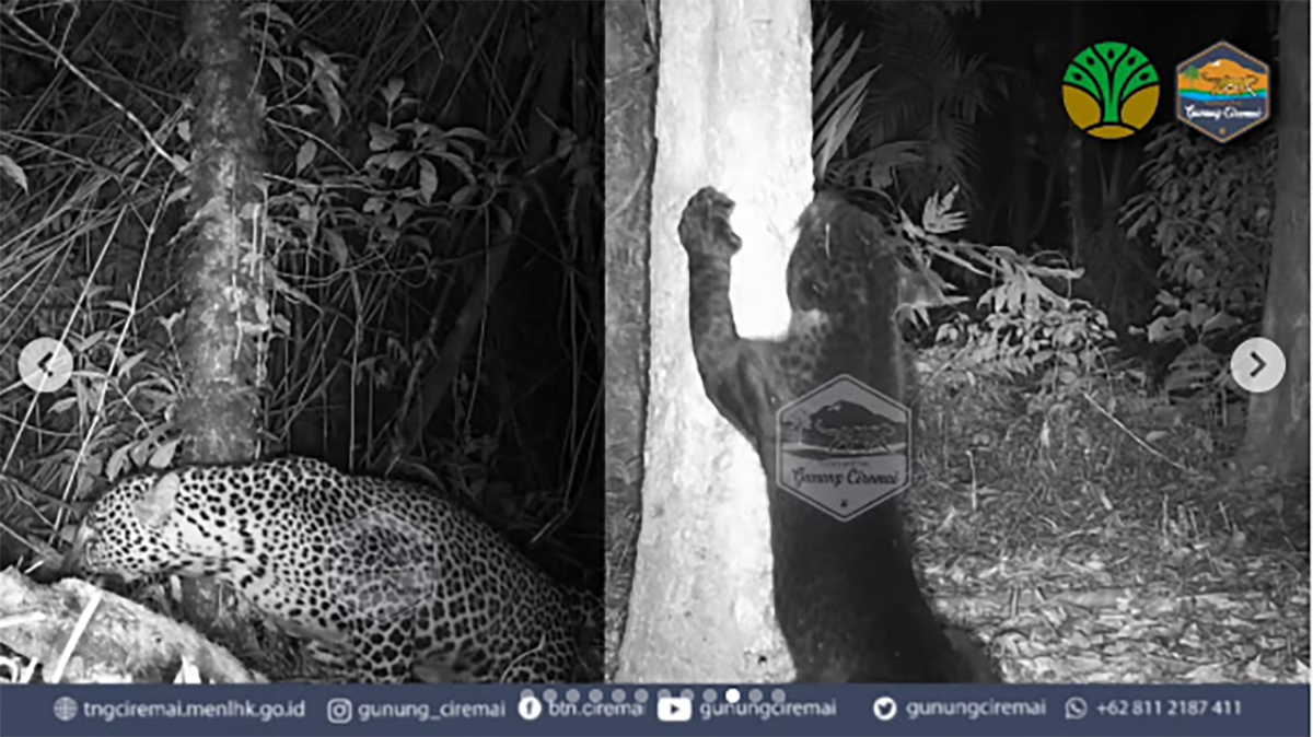 3 Macan Tutul Asli Gunung Ciremai Terpantau Camera Trap, Bukan Rasi, Bukan Slamet Ramadhan