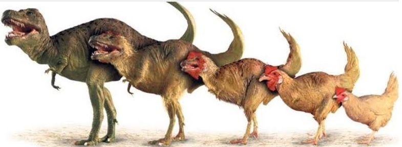 Menarik! Ada 5 Fakta Ayam Adalah 'Saudara' Dinosaurus