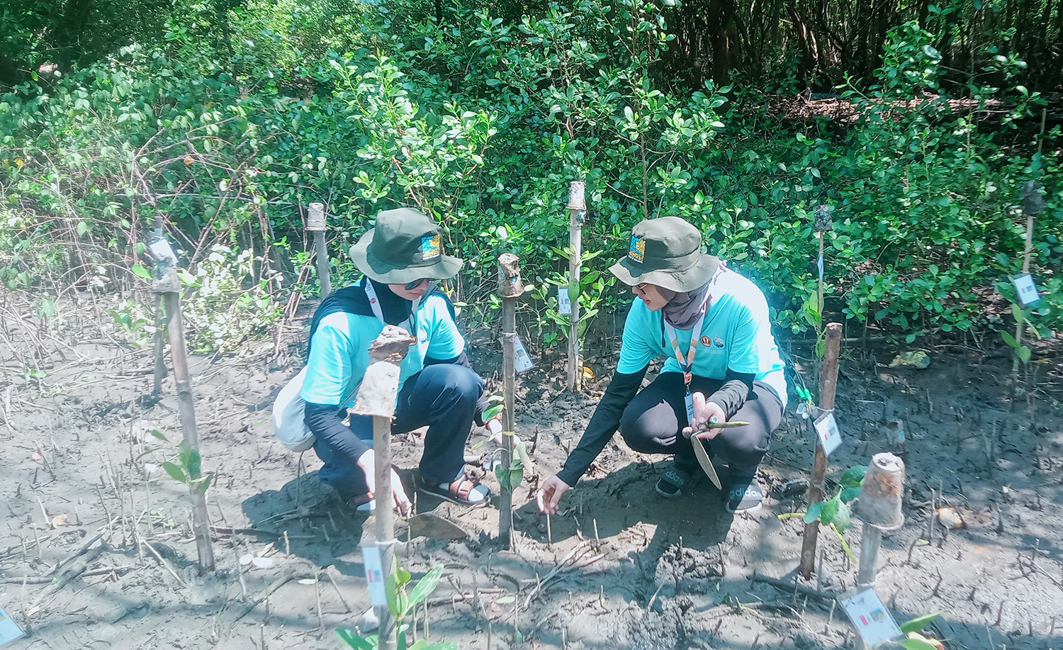 Mahasiswa Internasional Tanam Mangrove di Pesisir Indramayu