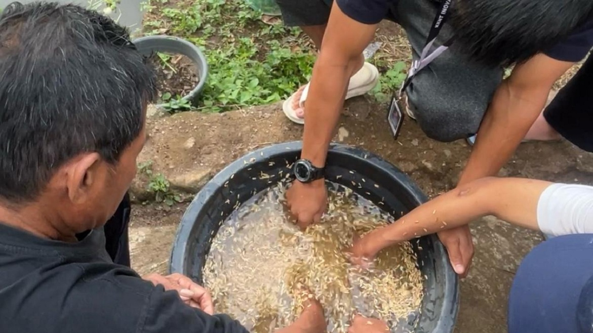 Petani Singkup Kuningan Tanam Padi Varietas Baru, Produktivitas Tinggi dan Hemat Pupuk