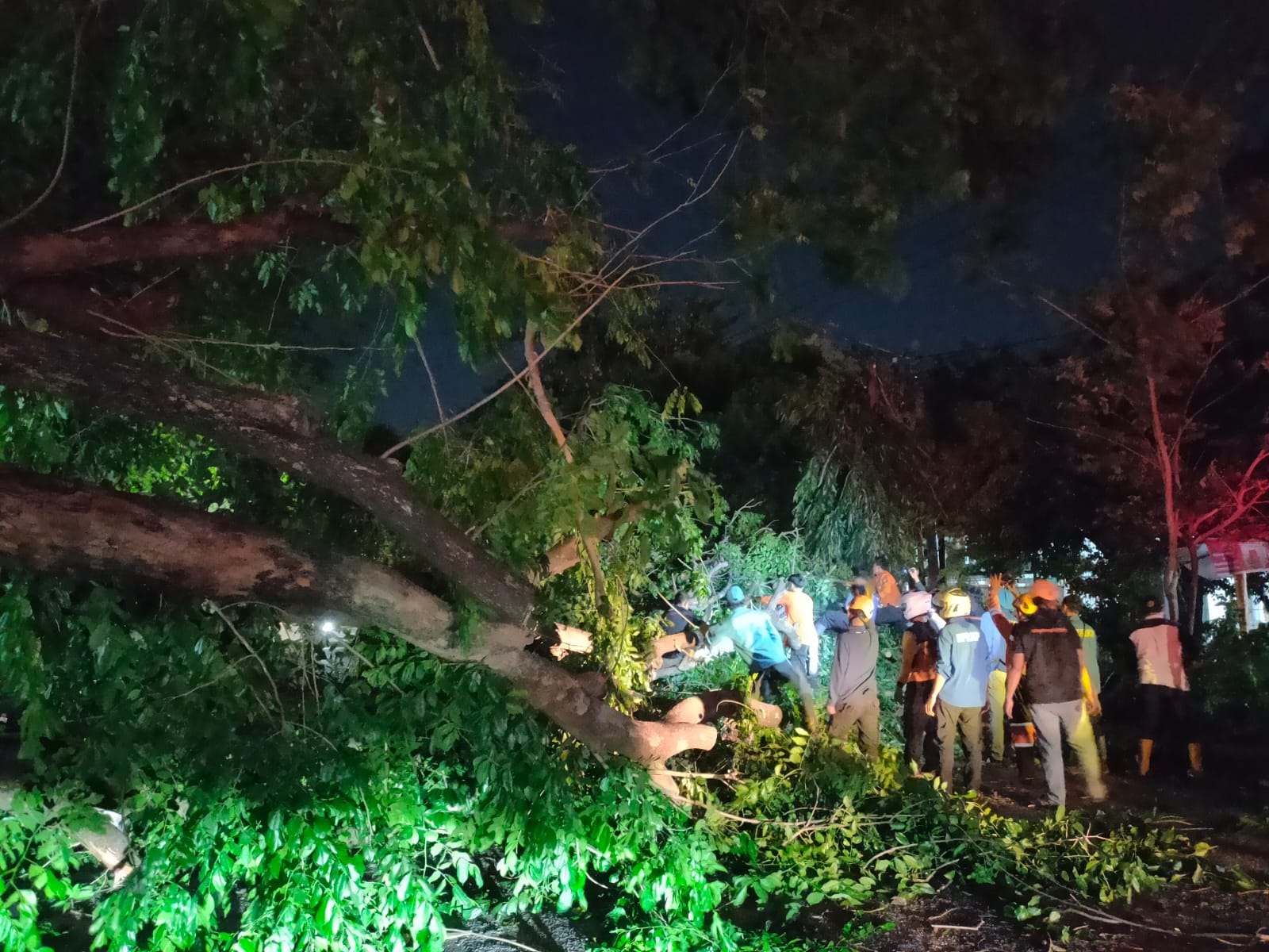 Total 12 Pohon Tumbang saat Angin Kencang Menerjang Kota Cirebon