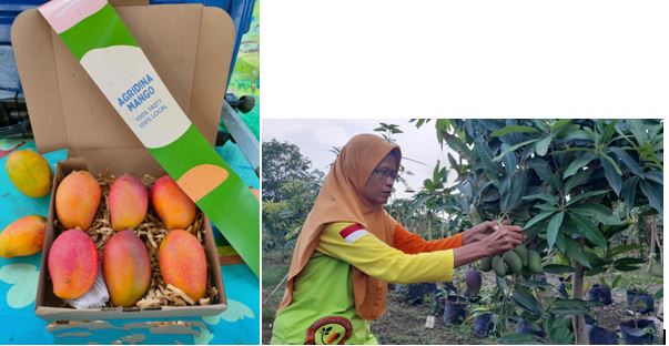 Poktan RW 15 PHS Sukses Budidayakan Mangga Agri Gardina