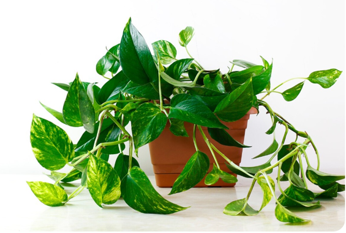 Rumah Jadi Sejuk Tanpa AC! 5 Tanaman Ini Diam-Diam Bersihkan Udara dan Bawa Keberuntungan