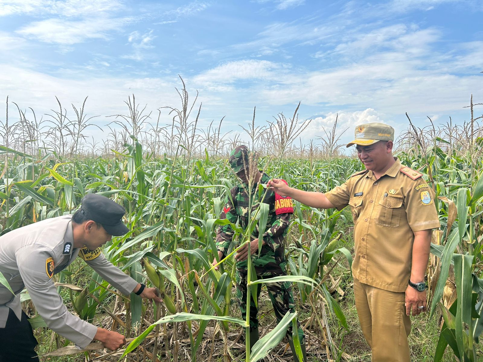 Rutin Pelihara Jagung Pipil Ketahanan Pangan 