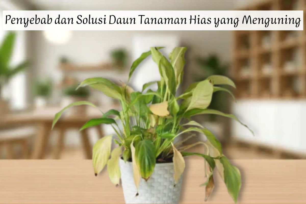 Daun Tanaman Hias Menguning? Ini 6 Penyebab dan Cara Mengatasinya