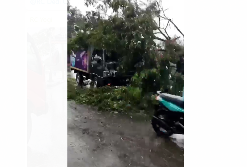BREAKING NEWS: Pohon Tumbang Menimpa Mobil Box di Mundu Kabupaten Cirebon