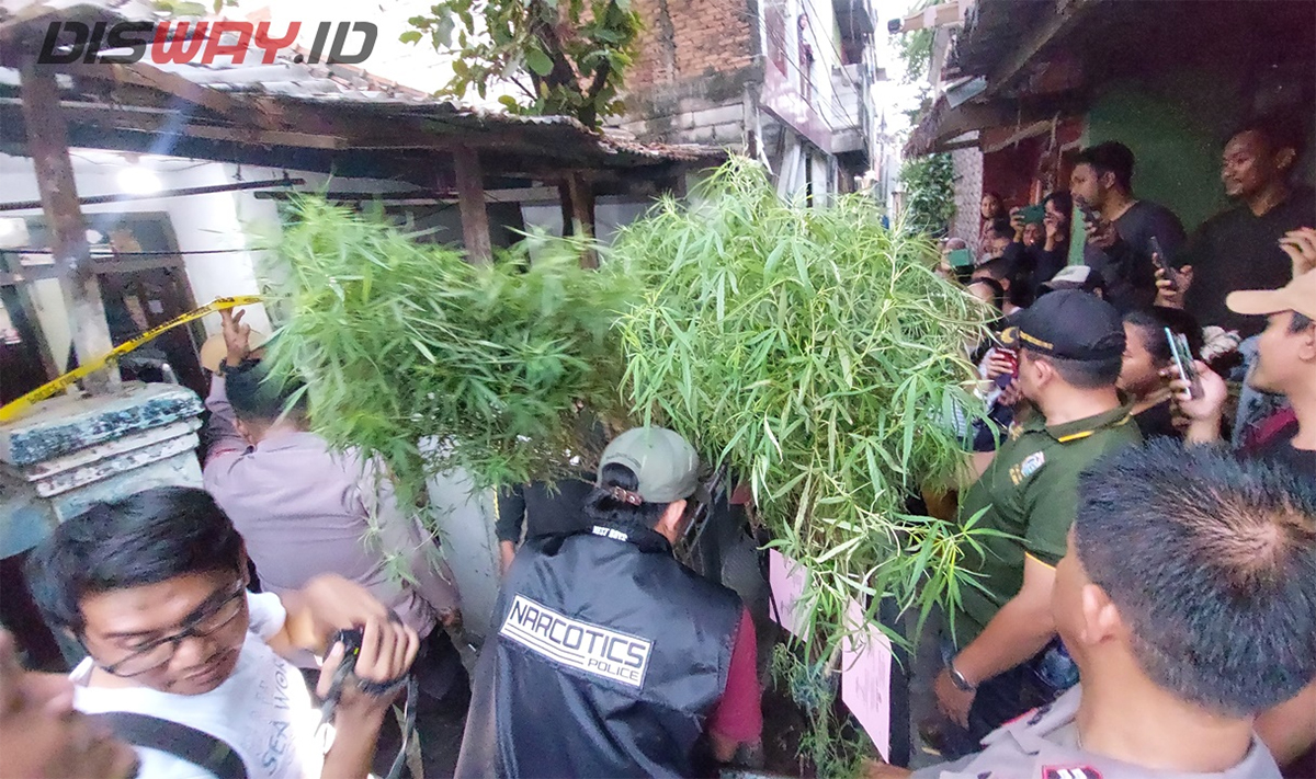 AJ Nekat Jual Ganja di Rumah, Bibit Beli Online, Sempat Jual Paket Rp 50 sampai 100 Ribu