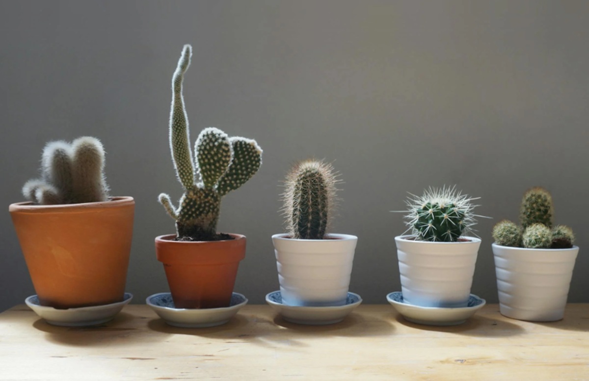 5 Jenis Tanaman Hias Tahan Panas yang Cocok di Dalam dan di Luar Rumah