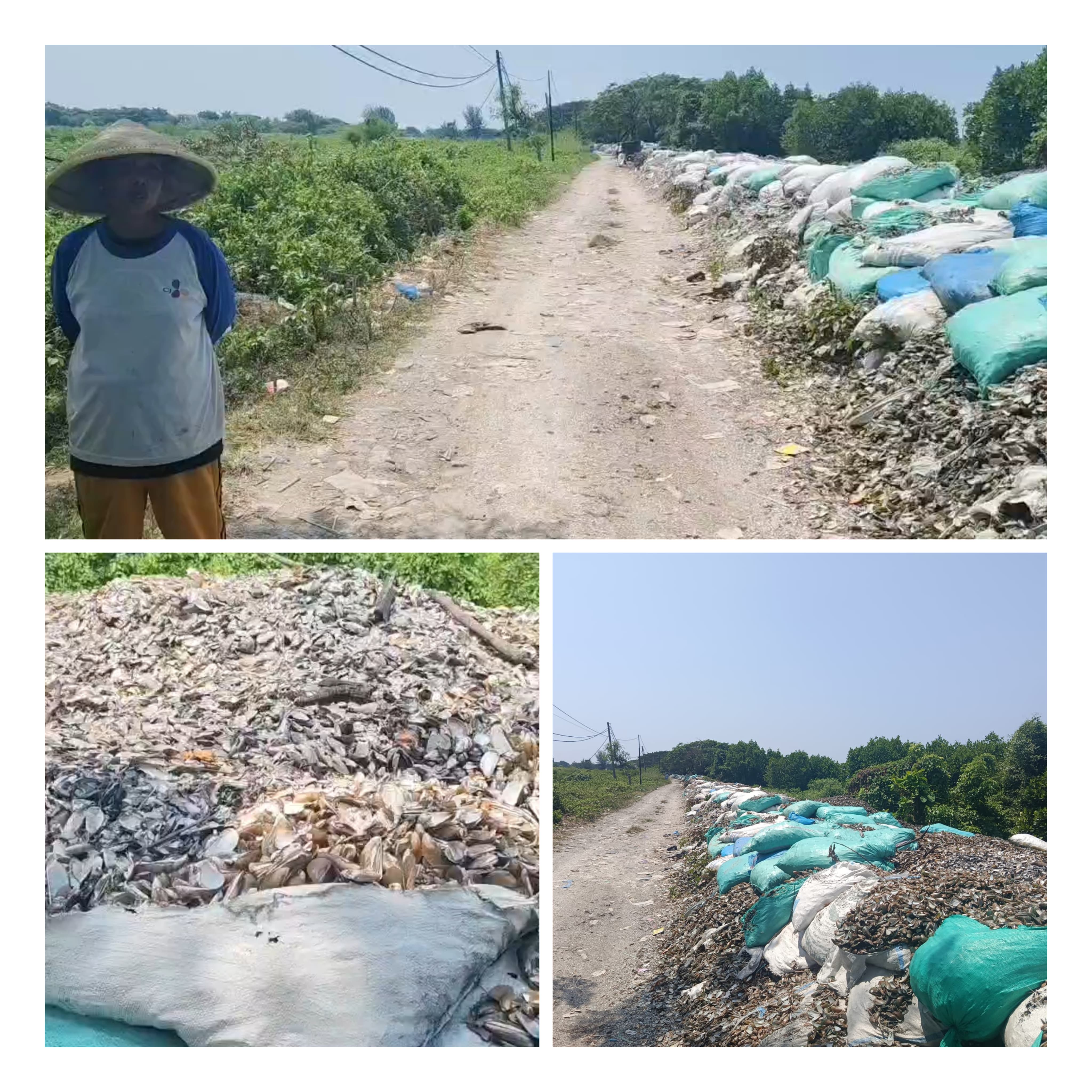 Tumpukan Limbah Cangkang Kerang Hijau Cemari Desa Mertasinga, Warga Resah