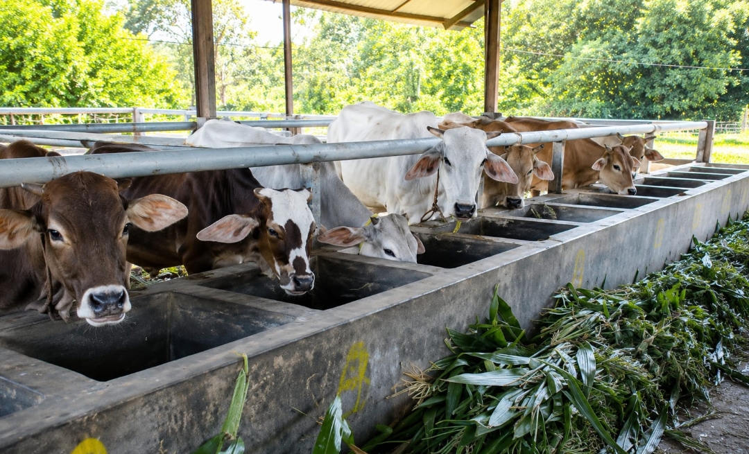 Heboh 41 Sapi Pemkab Cirebon Gagal Terjual, DPRD Sebut Salah Perencanaan