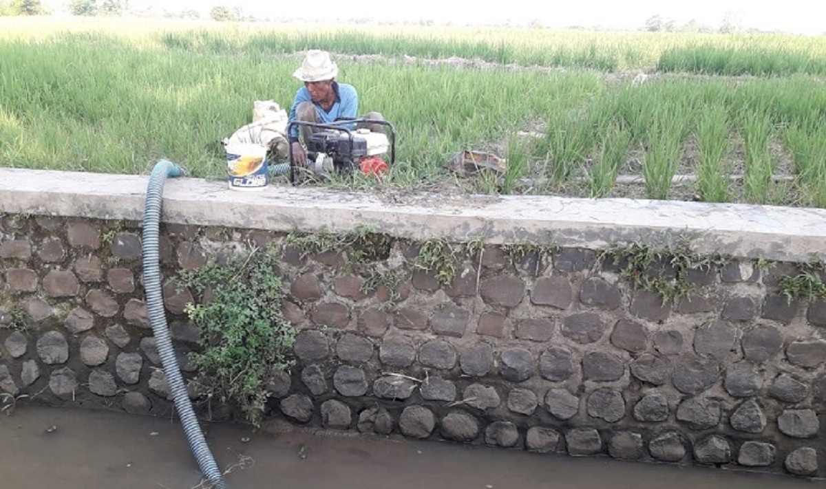 Kekeringan di Majalengka Mengancam Ribuan Hektare Lahan Pertanian