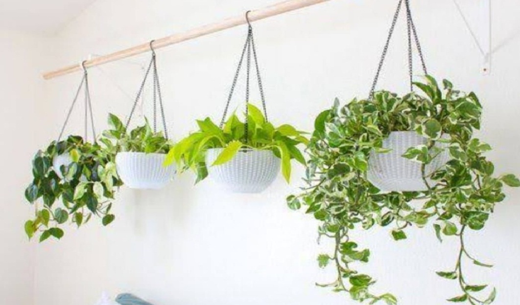 7 Tanaman Indoor Pot Minimalis yang Bikin Rumah Makin Cantik, Nomor 4 Bawa Energi Positif