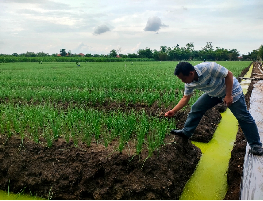 BUMDes Japura Bhakti Budidaya Bawang dan Melon untuk Perkuat Ketahanan Pangan