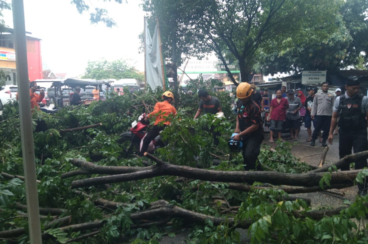 Warga Terluka Akibat Pohon Patah di CFD Bima, Polisi dan BPBD Sigap Amankan Lokasi