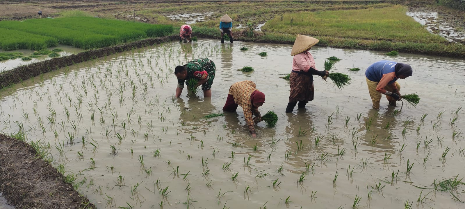 Dukung Program Ketahanan Pangan, Babinsa Turun ke Sawah Bantu Petani Tanam Padi