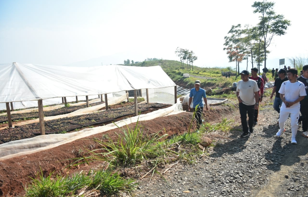Bupati Sumedang Pantau Jalan dan Kebun Selada Ekspor di Margalaksana