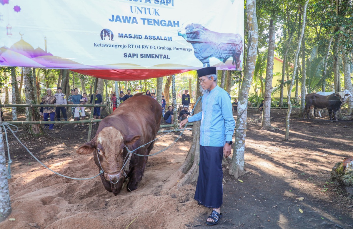 36 Sapi Kurban Presiden Dibagikan di Jawa Tengah, Bentuk Apresiasi Peternak Lokal