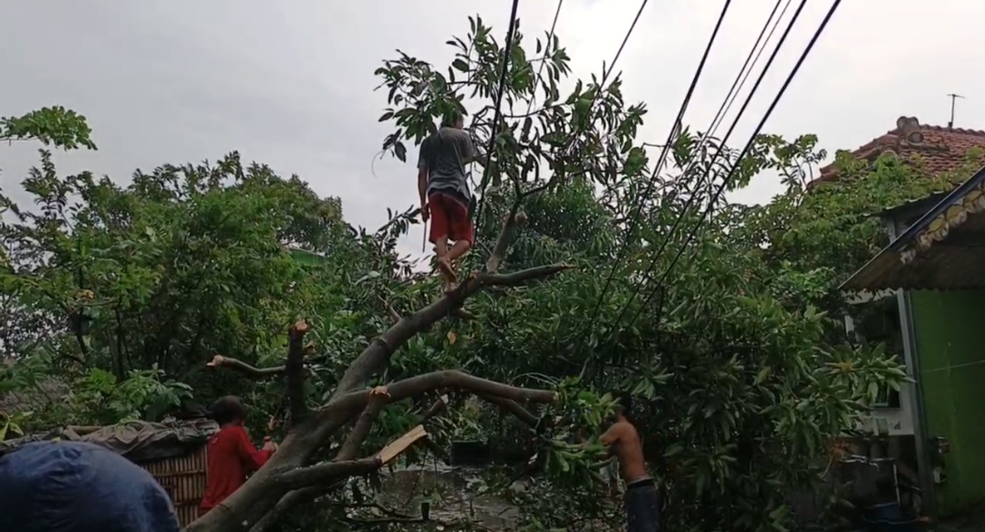 Cuaca Ekstrem di Cirebon! Puting Beliung Robohkan Puluhan Pohon di Desa Grogol