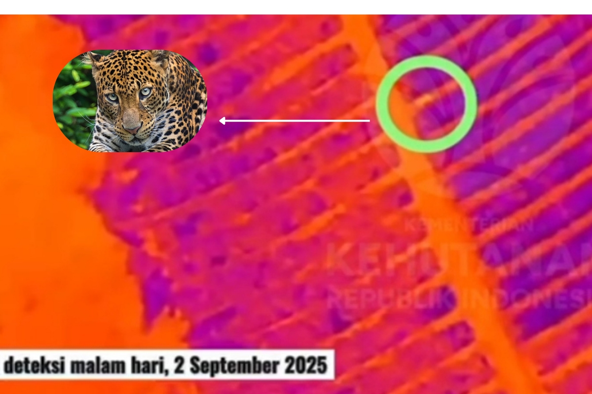 Macan Tutul Kutamandarakan Kuningan Jadi 'Raja