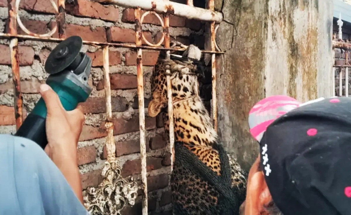 Viral! Macan Tutul Masuk Permukiman Warga Bandung, Dua Orang Terluka