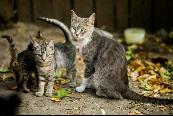 Pilihan Warna Kucing Kampung untuk Hewan Peliharaan, Menggemaskan!