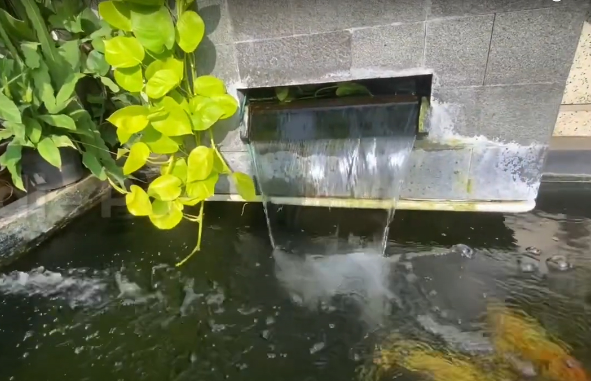 Cara Tanam Sirih Gading Untuk Kolam Ikan Koi, Mutu Air Tetap Terjamin 