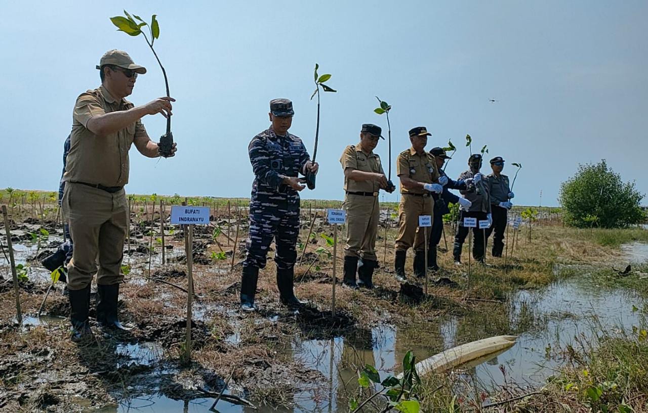 Hari Mangrove Sedunia, Lanal Cirebon Lakukan Hal Ini di Indramayu