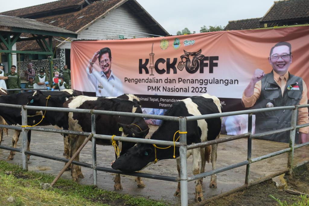 Kendalikan dan Penanggulangan PMK, Jawa Barat Lakukan Kick Off