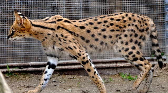 Fakta Unik Kucing Savannah yang Bentuknya Mirip Macan Tutul