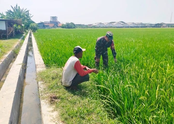  Babinsa Pegambiran Dampingi Poktan Sirandu Jaya Rawat Tanaman Padi