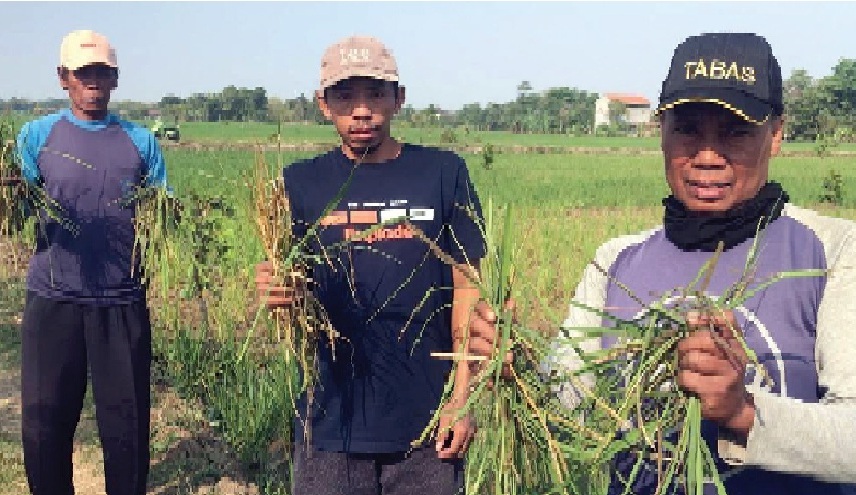 273 Hektar Sawah di Sumber Wetan Majalengka Terrancam Gagal Panen, Inilah Penyebabnya 