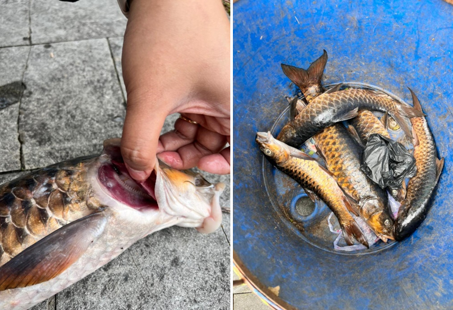 Ikan Dewa di Kuningan Mati Massal, Diskatan Ungkap Penyebab
