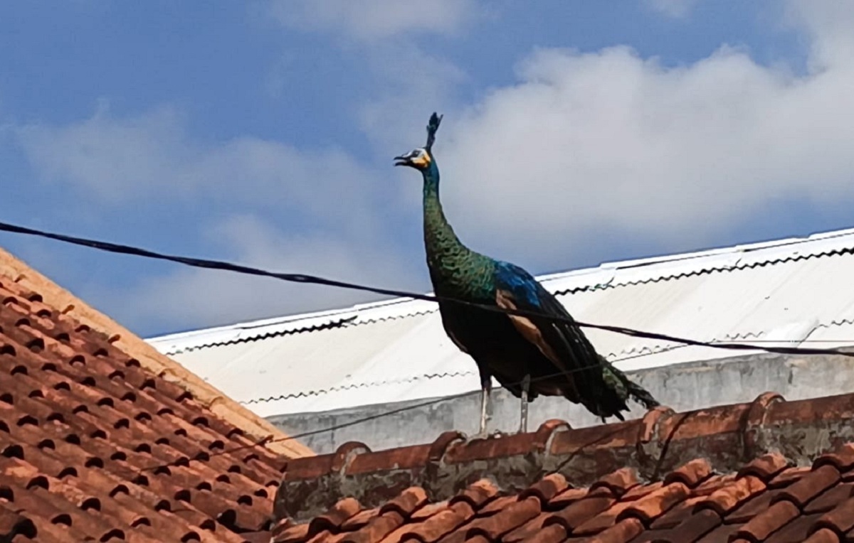 Kemunculan Burung Merak Hijau di Kuningan Bikin Warga Penasaran, 2 Hari Berkeliaran di Wilayah Ini