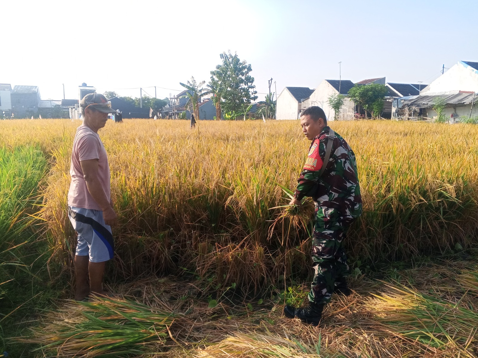 Sukseskan Hasil Panen, Babinsa Turun ke Sawah Bersama Poktan Sekar Maju