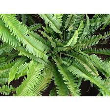 5 Rekomendasi Tanaman Hias yang Aman Buat Kucing Kesayang