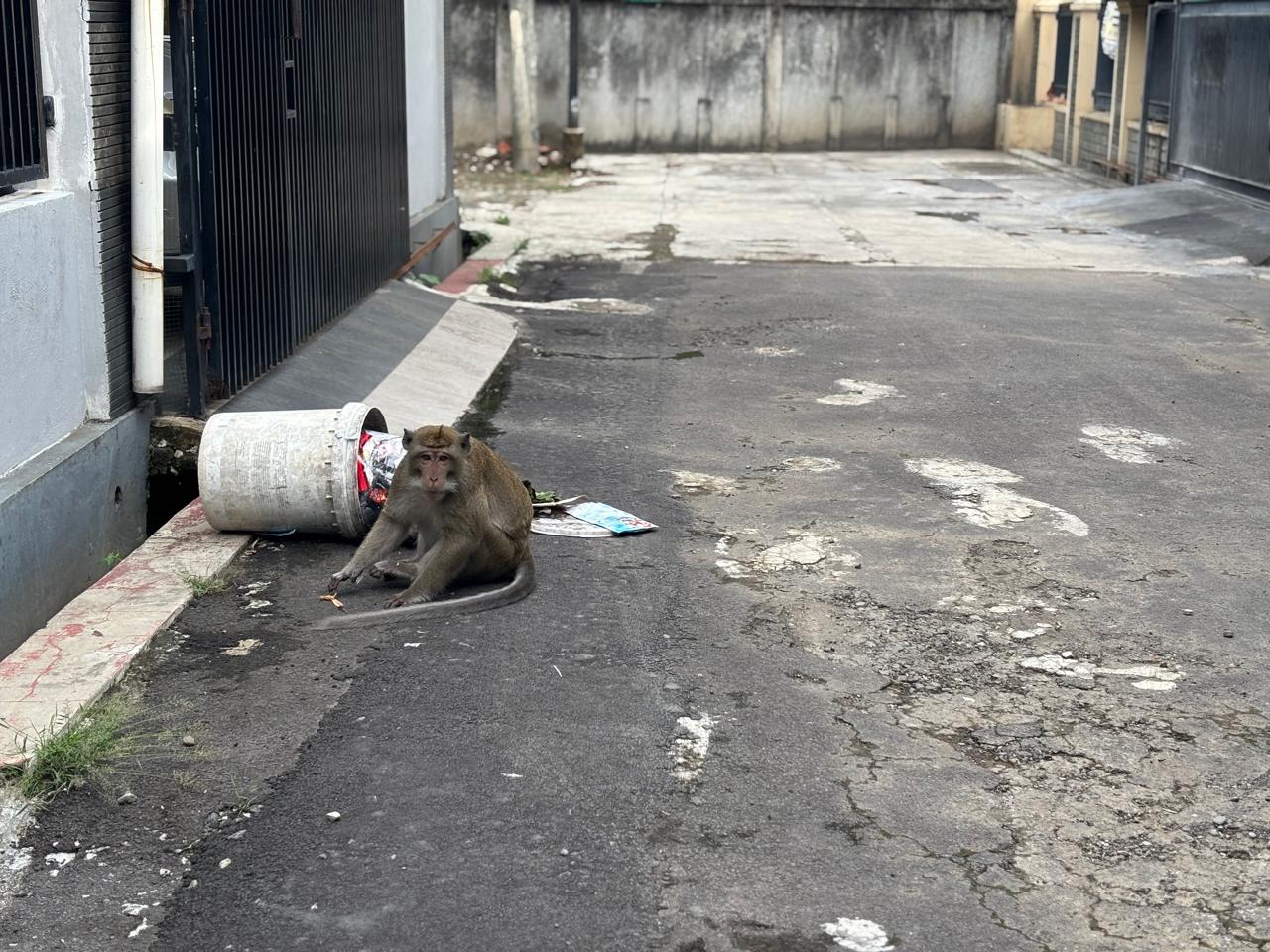 Monyet Ekor Panjang Sambangi Pemukiman Warga di Bima, Obrak-abrik Tempat Sampah