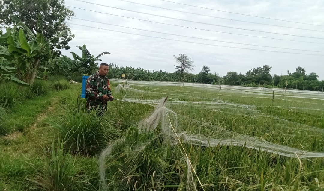 Dampingi Petani Semprot Insektisida, Wujud Babinsa Pulasaren Kota Cirebon Dukung Program Ketahanan Pangan