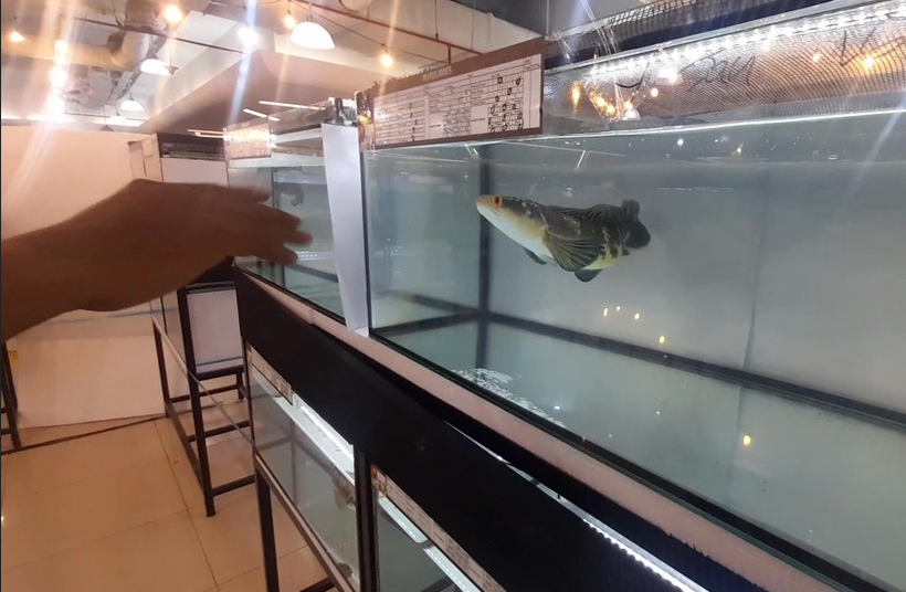 Ternyata, Indonesia Pelopor Kontes Ikan Channa di Dunia, Negara-negara Tetangga Mulai Ikutan