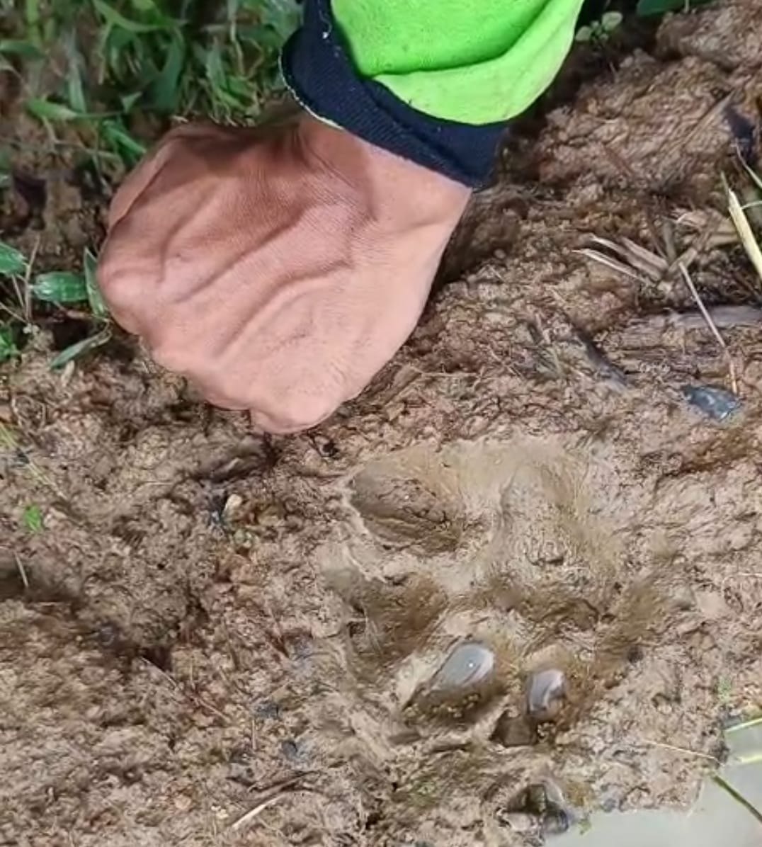Sejumlah Kambing Milik Warga Cikondang Kuningan Mati Mengenaskan, Dugaan Sementara Inilah Pelakunya 