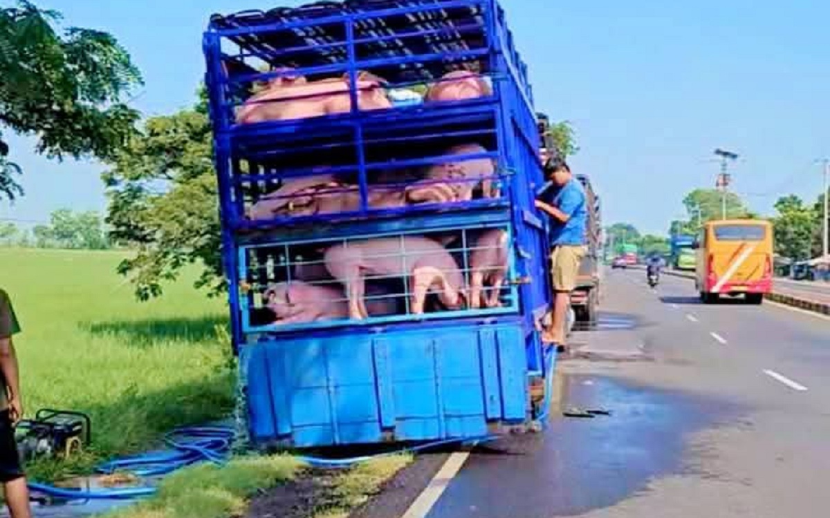 Warga Indramayu Resah Ada yang Memandikan Babi di Salurah Irigasi