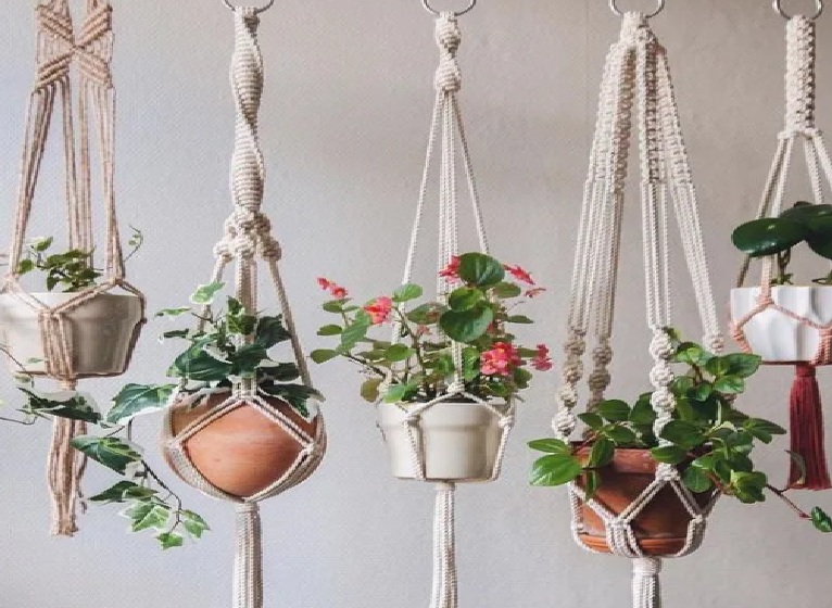 Tanaman Minimalis untuk Hiasan yang Bikin Rumah Makin Cantik, Nomor 5 Cocok di Ruang Sempit
