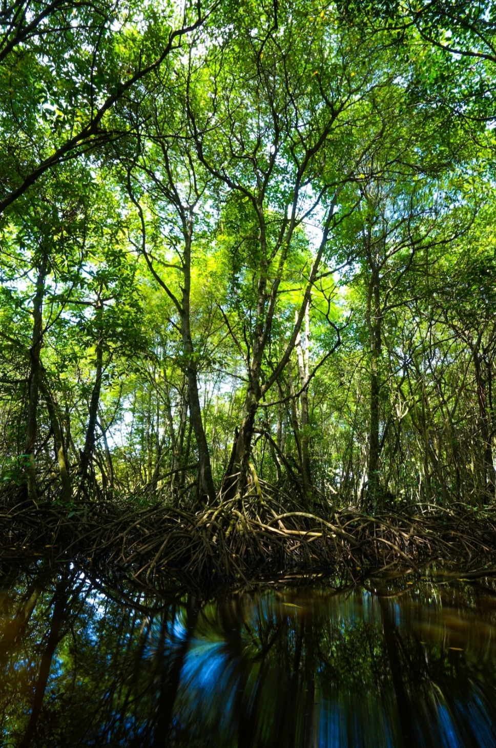 Jangan Ditebang! Inilah Fungsi Mangrove Saat Cuaca Panas Sedang Melanda