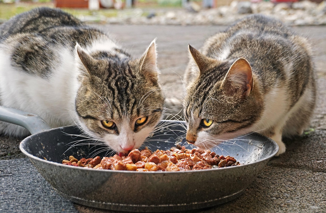 3 Makanan Manusia yang Berbahaya untuk Kucing, Simak Penjelasannya